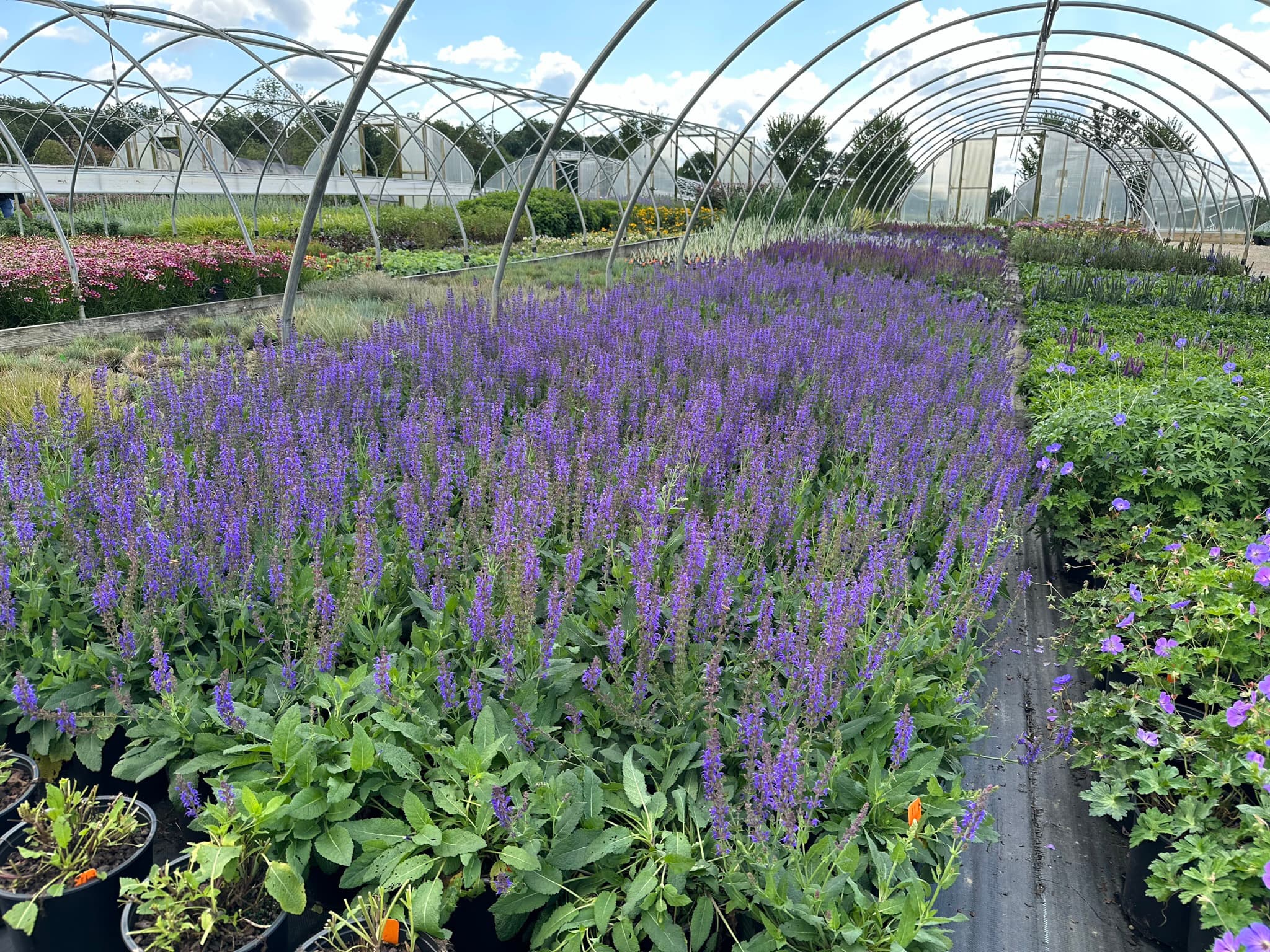 Flowering salvia perennials growing in a Rusty Oak hoop house