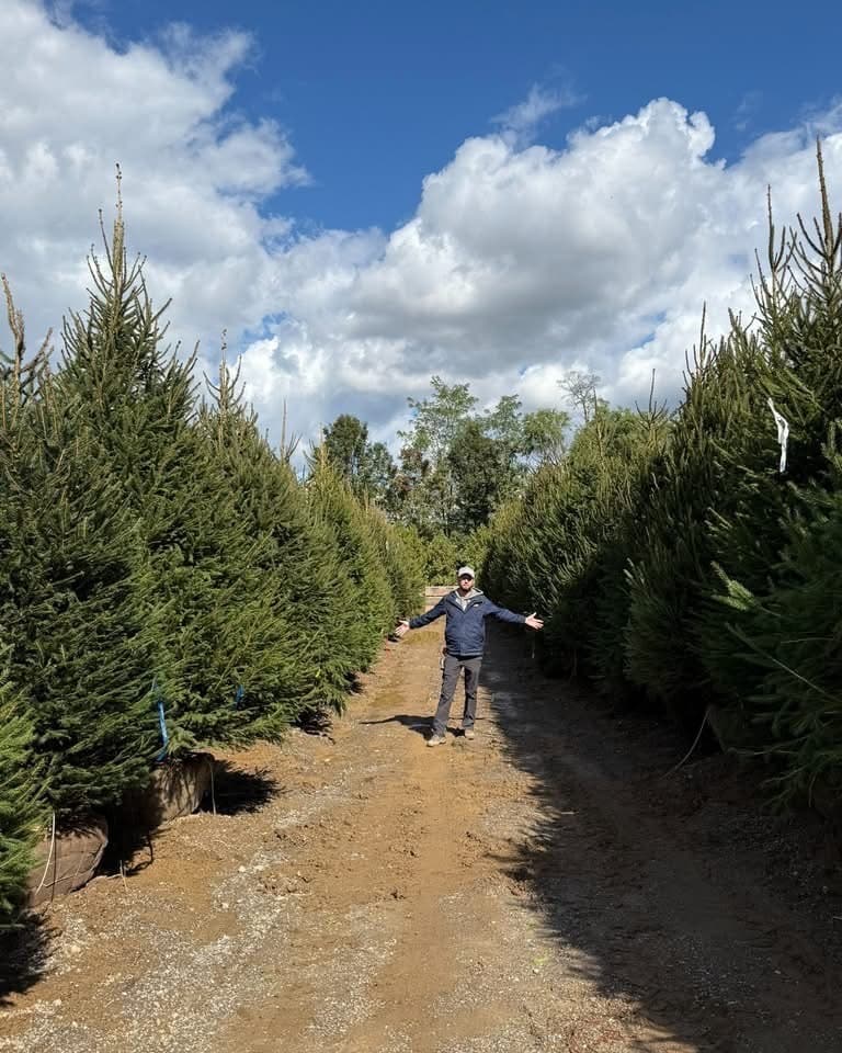 Conifers & Screening Evergreens