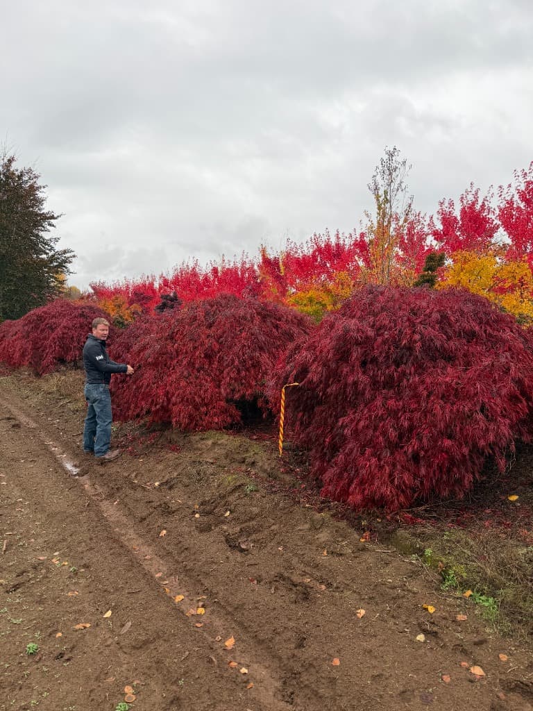 Deciduous & Specimen Shade Trees