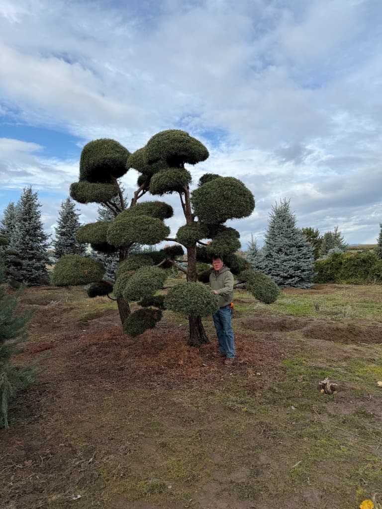 Cloud-Pruned Topiary