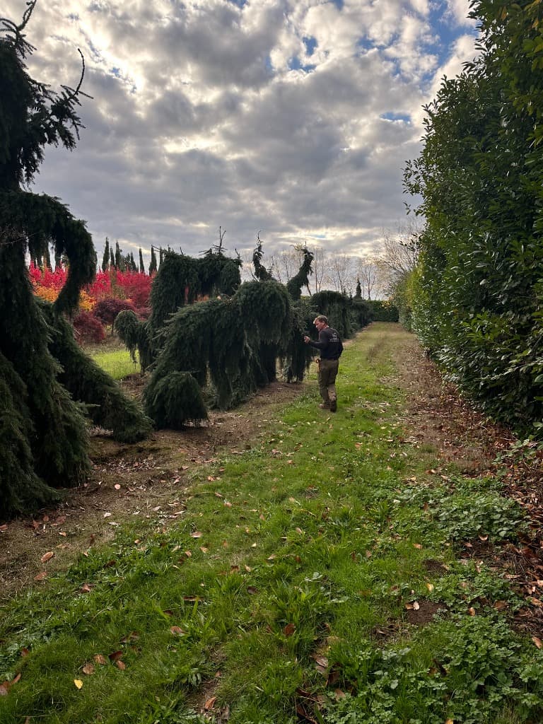 Weeping Spruce